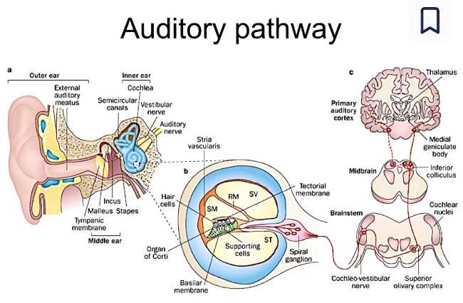 [Auditory pathway]