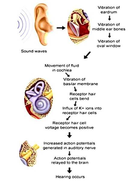 [Auditory system]