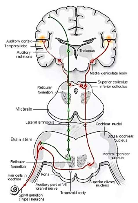 [Ear Brain interaction]